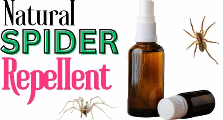 spider repellent