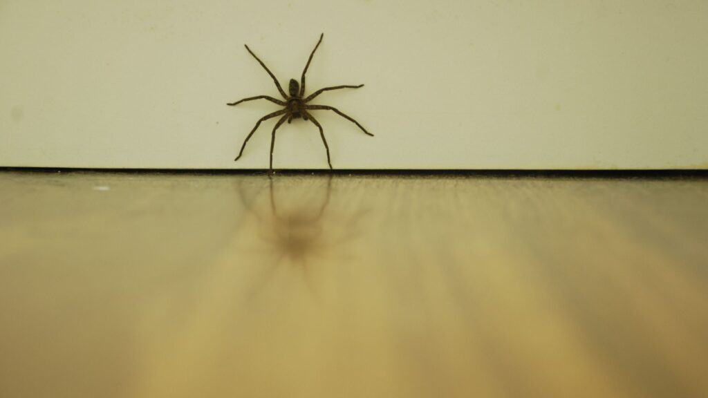 spider on wall