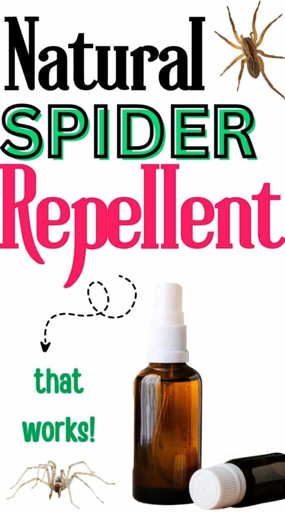 natural spider repellent