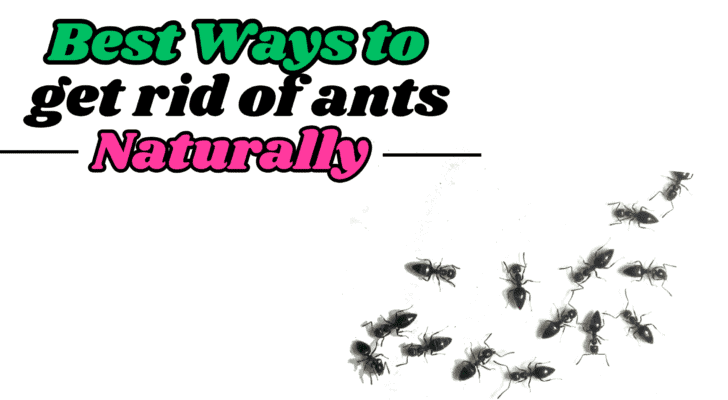 get rid of ants naturally